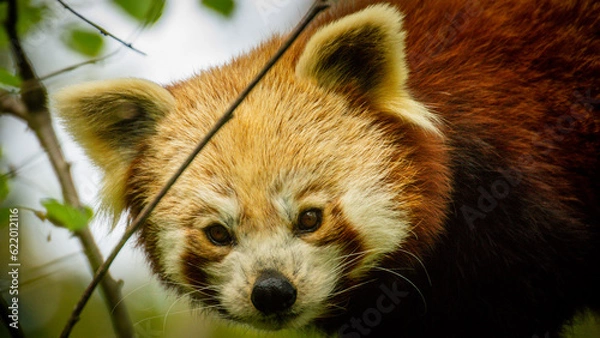 Obraz Red panda in a tree