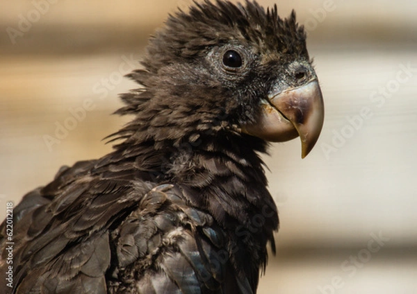 Obraz Scruffy Vasa Parrot