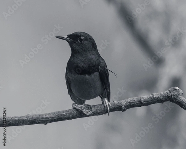 Obraz Small Magpie Robin