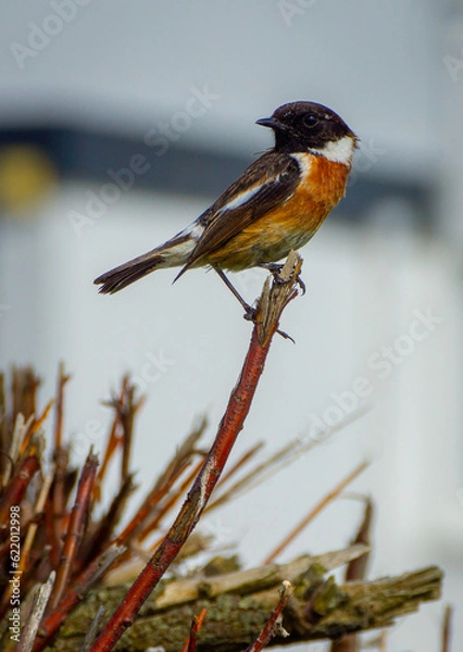 Obraz Stonechat Perched