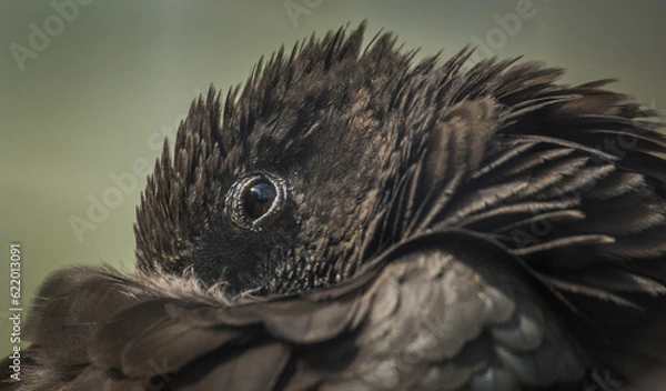 Obraz Vasa Parrot Sleeping