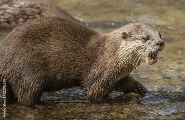 Obraz Wide Mouthed Otter
