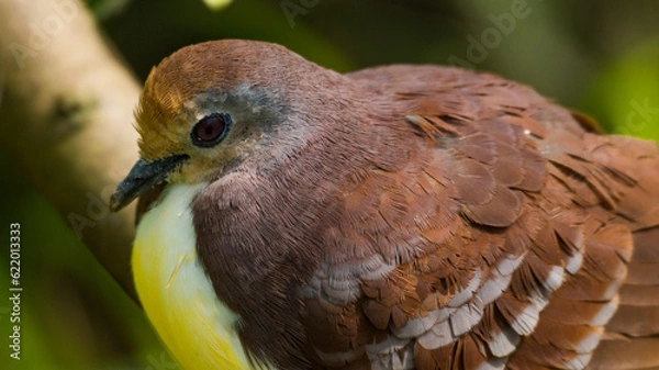 Obraz Zendia Dove Looking