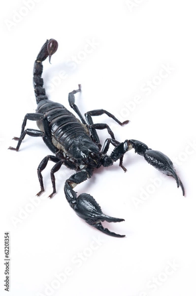 Fototapeta Asian Forest Scorpion - Heterometrus spinifer