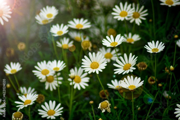 Obraz campo de margaritas