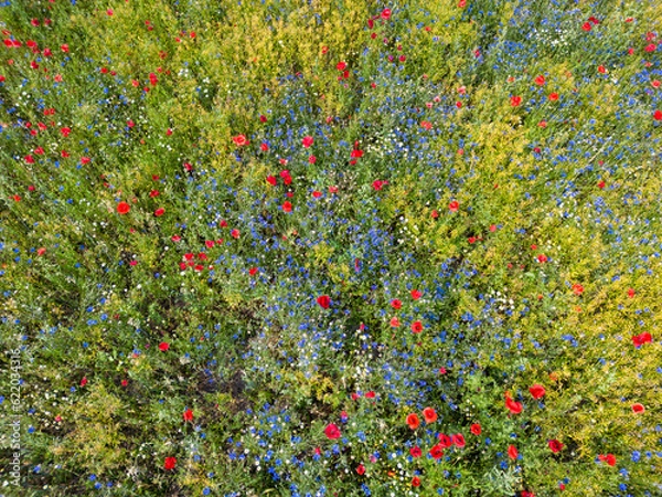 Obraz Luftaufnahme einer Blumenwiese