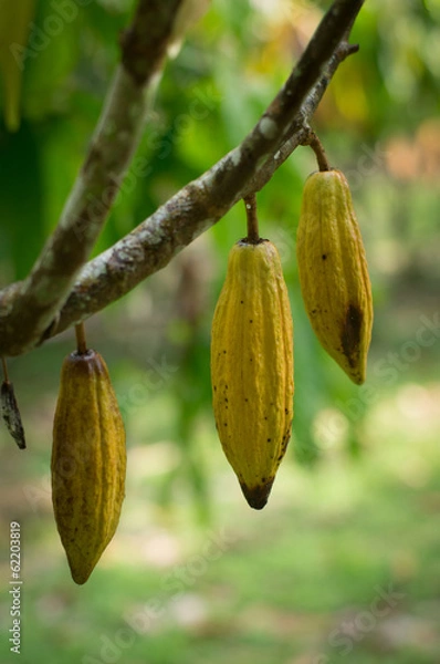 Fototapeta Cocoa Fruit