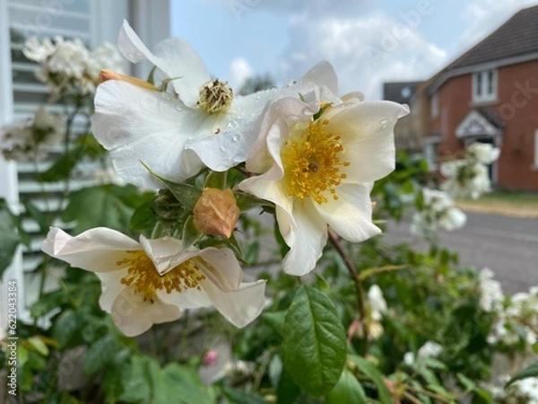Fototapeta Close-up of light pink heritage roses variety at the end of their life cycle with sky and houses on the background in England