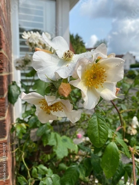 Fototapeta Close-up of light pink heritage roses variety at the end of their life cycle with sky and houses on the background in England