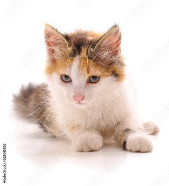 Fototapeta One little kitten.