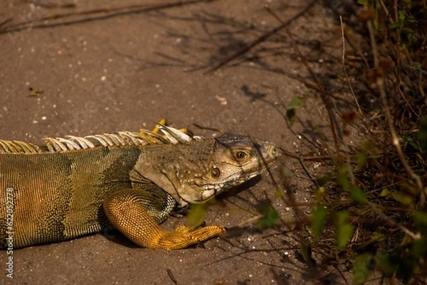 Fototapeta Iguana costera