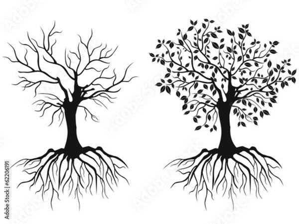 Obraz trees with roots