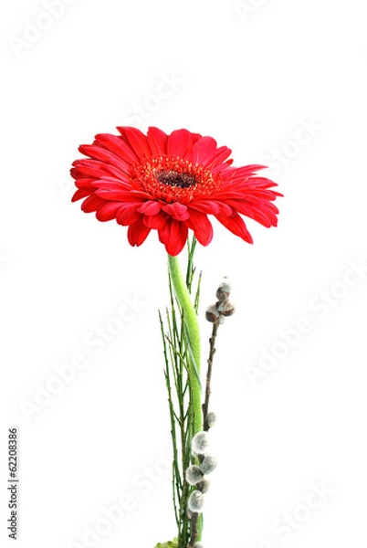 Obraz Red gerber isolated on white