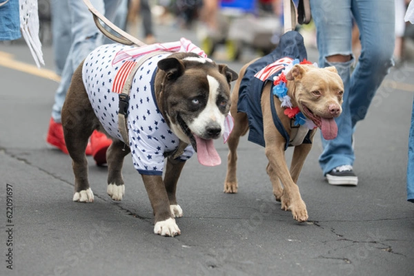 Fototapeta Family pit bull and mixed breed herding dog are dressed in 4th July patriotic costume while walking down the parade street