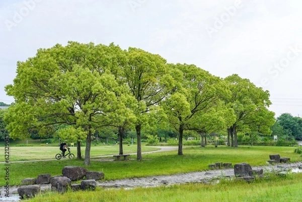 Fototapeta 広々とした芝生広場と新緑のクスノキのコラボ情景