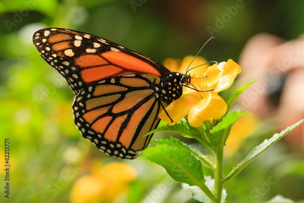 Obraz Close up Butterfly on yellow flower.
