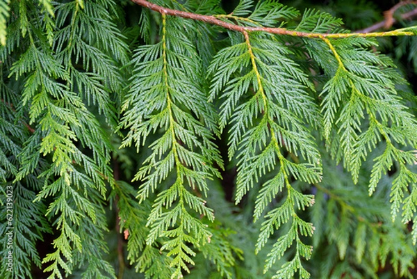 Fototapeta A close up image of a branch on a Western Red Cedar tree. 