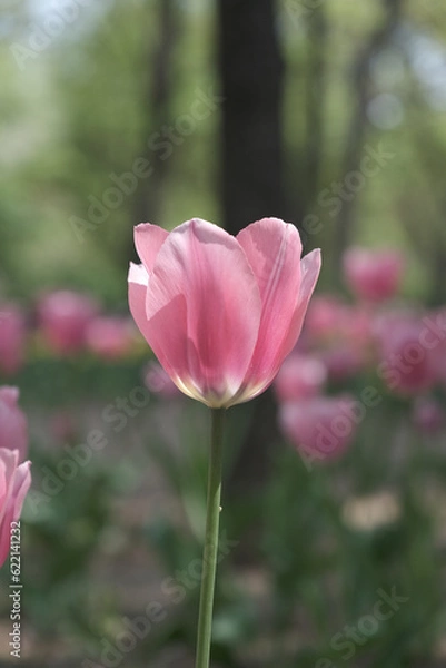 Fototapeta a picture of tulips in Korea