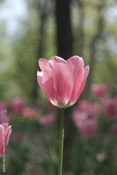 Fototapeta a picture of tulips in Korea