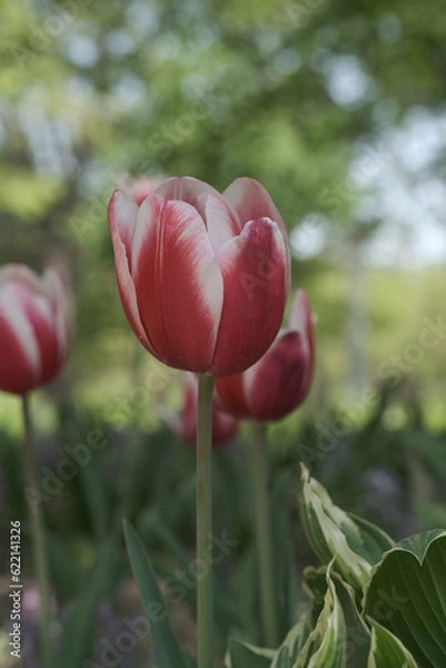 Obraz a picture of tulips in Korea