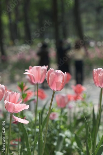 Fototapeta a picture of tulips in Korea