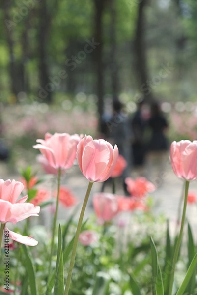 Fototapeta a picture of tulips in Korea