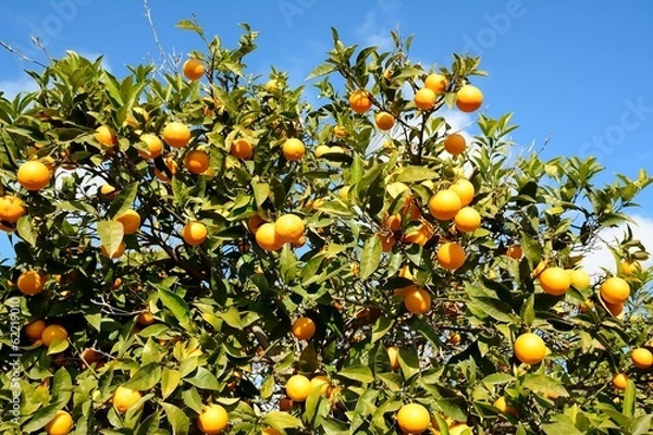 Obraz Orange tree