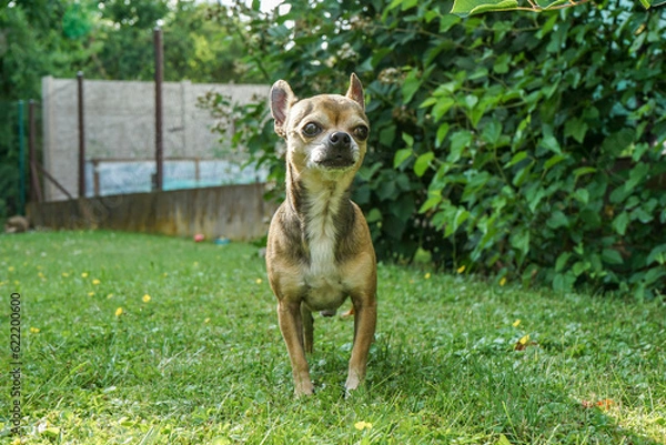 Fototapeta Chihuahua standing in the garden looking into the distance.