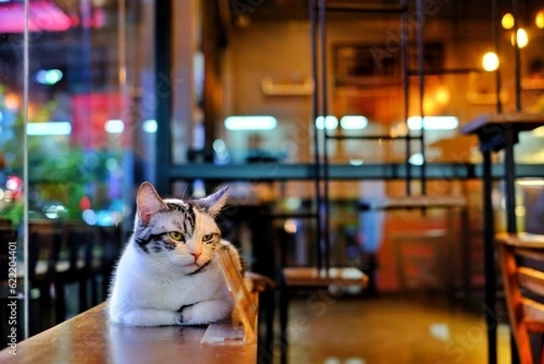 Obraz cat on the table