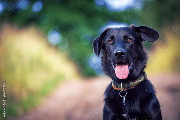 Obraz Portret dla psów