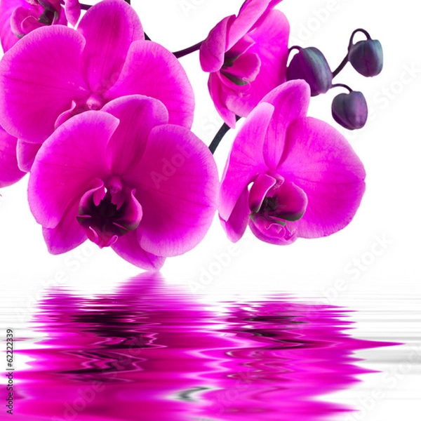 Obraz kwiat orchidei w zbliżenie z odbiciem w wodzie