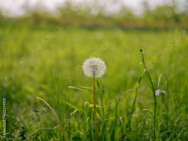 Obraz 草原とたんぽぽ