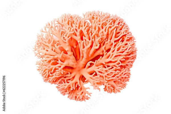 Fototapeta Thorny Coral, Thin Finger, , Table Coral beccc_.Table Coral, on transparent background (PNG). Generative AI.
