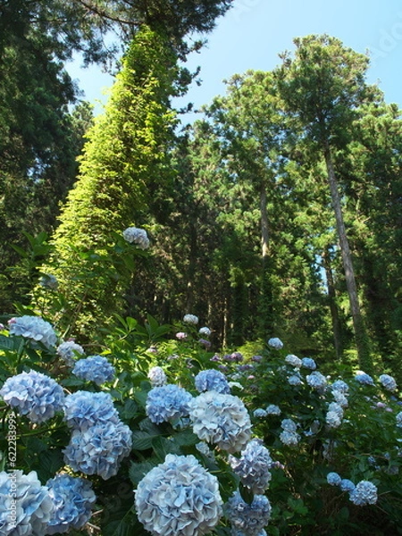 Obraz 日光を浴びる白と青の紫陽花
