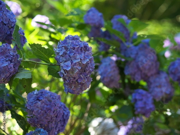 Obraz 淡い紫色の紫陽花
