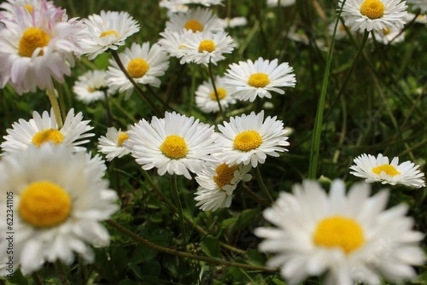 Obraz daisies in the garden