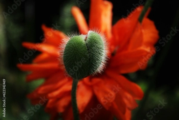 Obraz red poppy flower