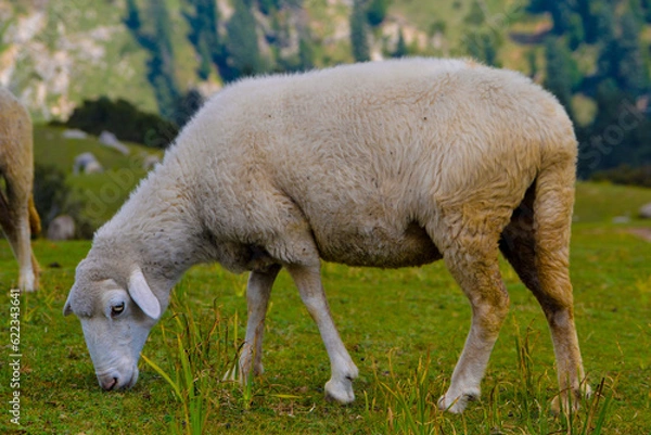 Obraz Sheep grazing in green meadow