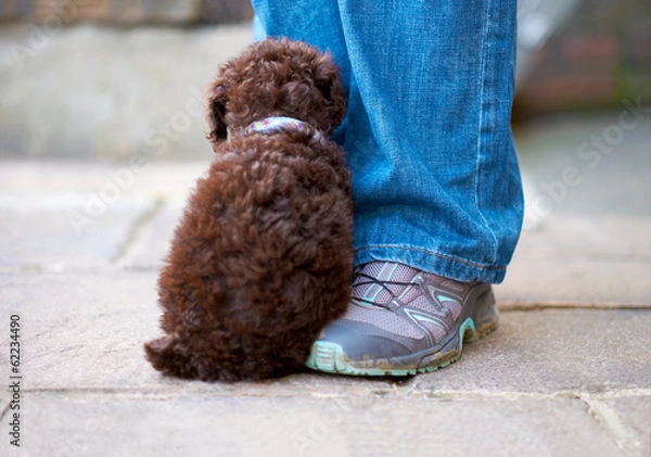 Obraz Miniature Poodle