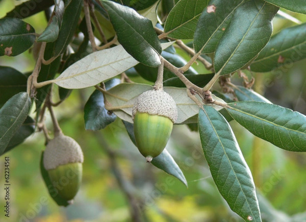 Fototapeta ghiande di leccio (Quercus ilex)