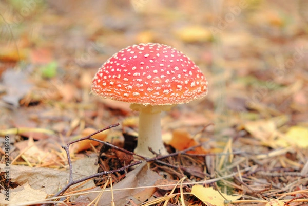 Fototapeta Fly agaric mushroom in the fall forest