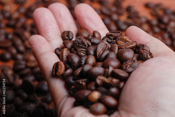 Obraz Right Hand Hold The Coffee Bean