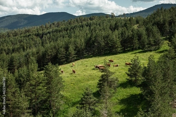 Obraz On the meadow 7