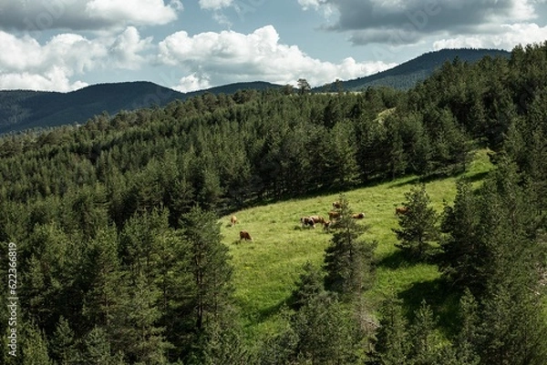 Obraz On the meadow 1