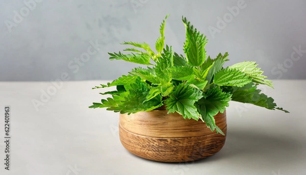 Fototapeta Stinging nettles, urtica. Green nettle leaves in wooden pot on grey background. Alternative herbal medicine. Skin allergy care. Naturopathy, holistic concept