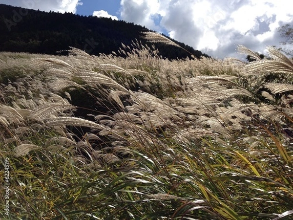 Obraz 箱根・仙石原のススキ