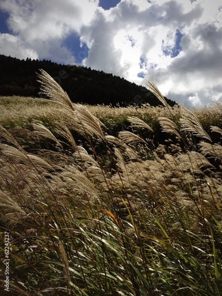 Obraz 箱根・仙石原のススキ