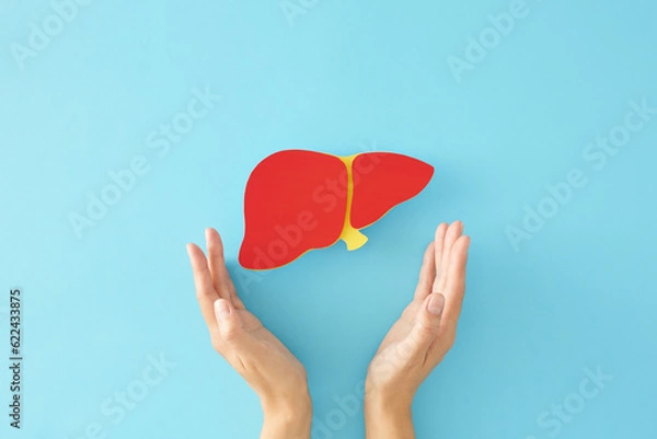 Obraz Liver сare takes center stage on International Hepatitis Day. First person top view photo of healthy liver on pastel blue background
