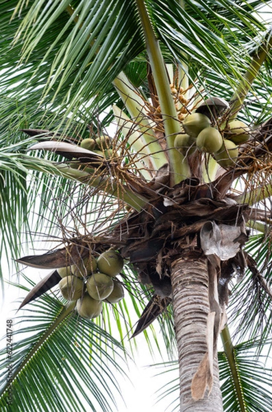 Fototapeta coconut palm tree
