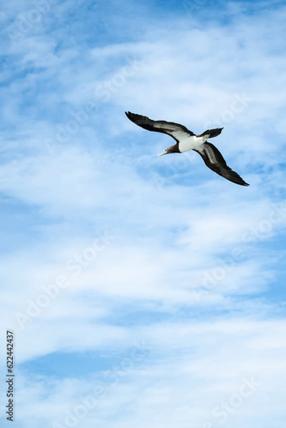 Obraz seagull in the sky